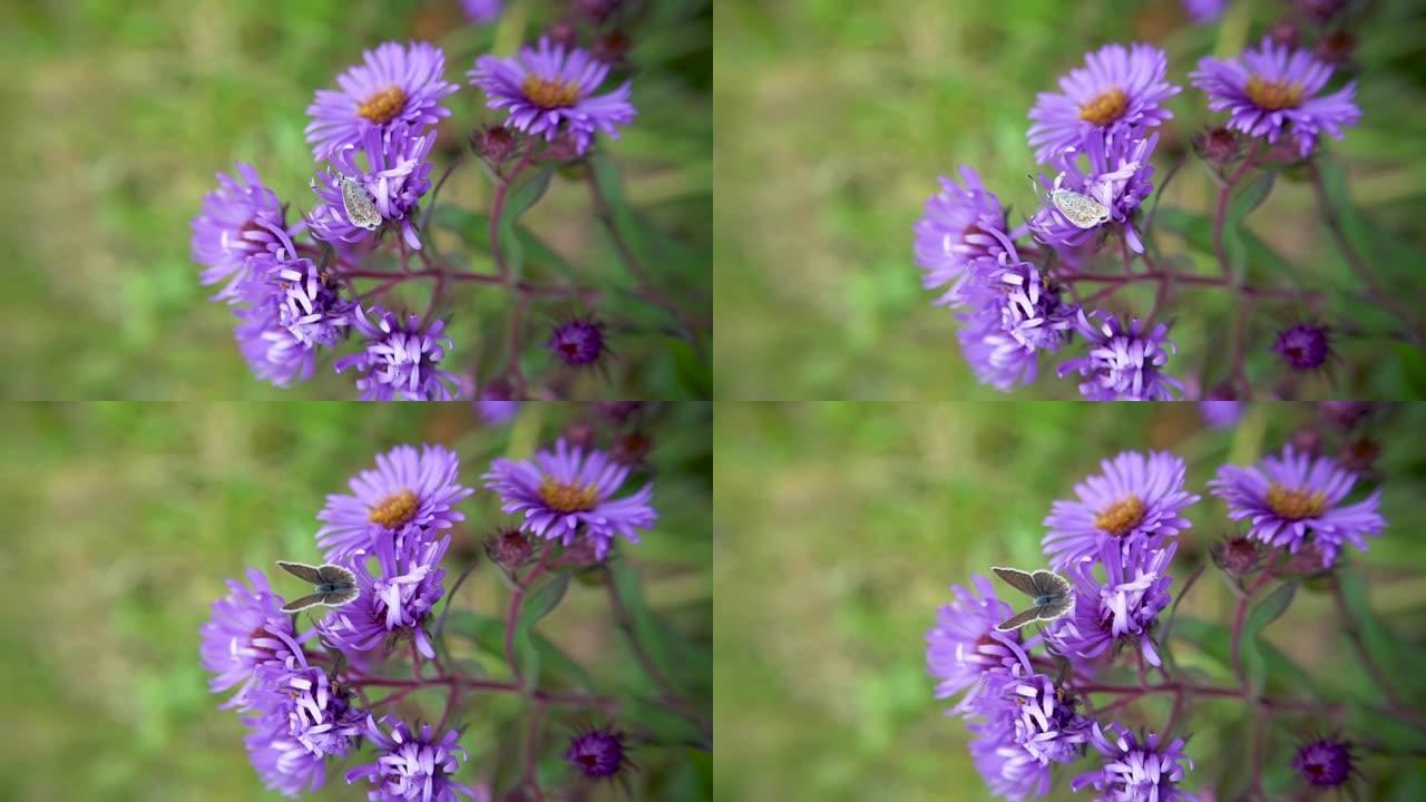 紫色紫菊花蕾上的棕色蝴蝶