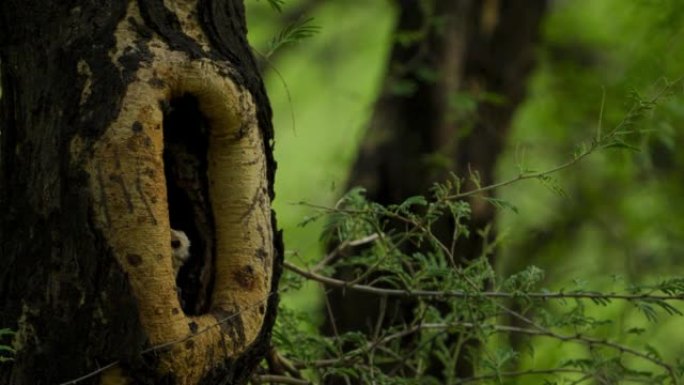 印度西部森林中的树巢中的印度角猫头鹰