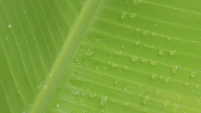 摘要背景绿芭蕉叶带水滴，雨季自然概念。
