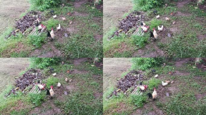 在泰国北部的一个稻田里叫鸡，清迈。小鸡和鸡快乐妈妈。母鸡在乡下的大自然中。
