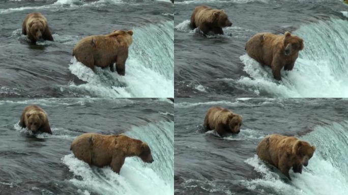 灰熊夫妇寻找鱼，阿拉斯加