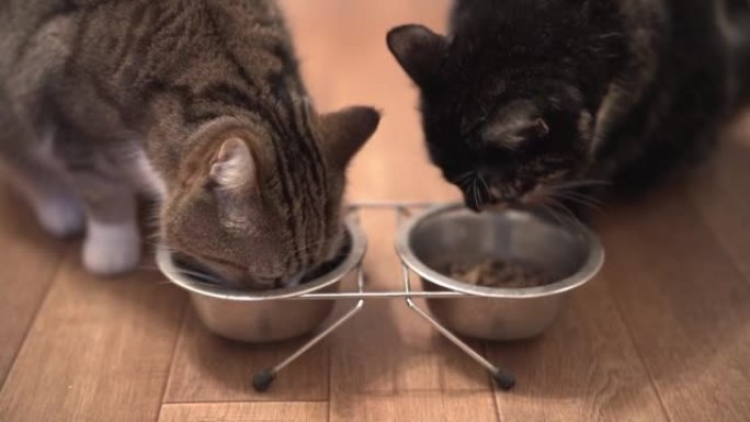 慢动作两只漂亮的猫从金属碗里吃东西。可爱的宠物。猫吃湿食物，用舌头舔枪口。