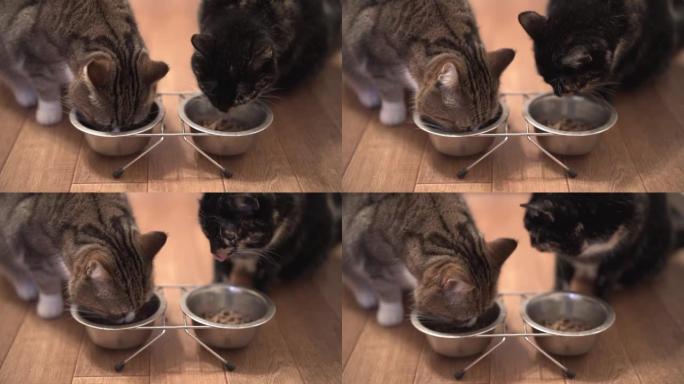 慢动作两只漂亮的猫从金属碗里吃东西。可爱的宠物。猫吃湿食物，用舌头舔枪口。