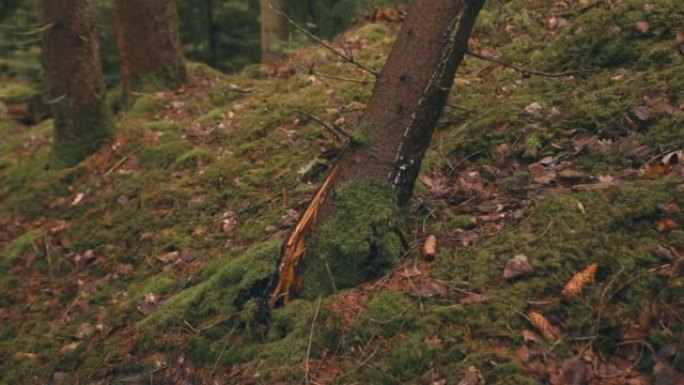 神秘森林中倒下的断断树