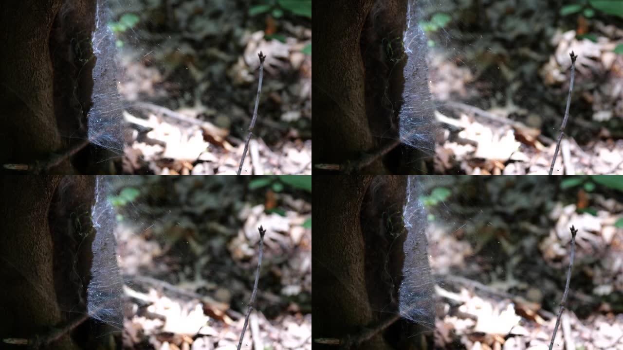 树干上密集的蜘蛛丝。