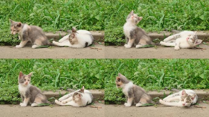 两只可爱的小猫在街上一起玩耍