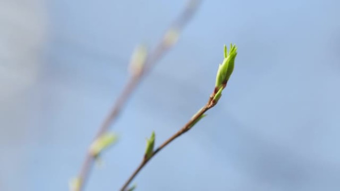 柔和的春天阳光照亮了桦木上的第一个芽和嫩绿的叶子。大自然和春天的盛开。慢动作。