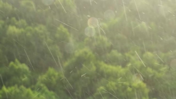 阳光和雨水通过窗玻璃在绿色树木的夏季森林中，背景