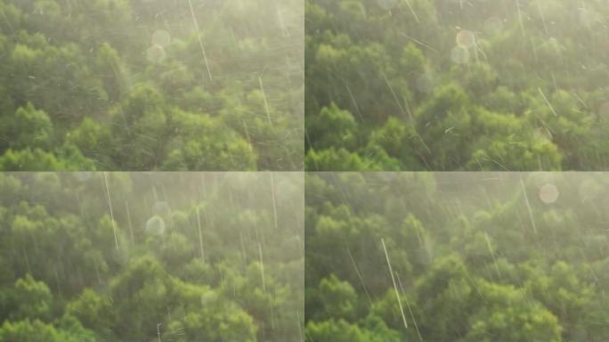 阳光和雨水通过窗玻璃在绿色树木的夏季森林中，背景