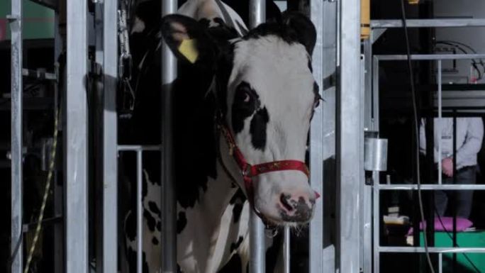 动物展览上受惊的黑白荷斯坦奶牛肖像