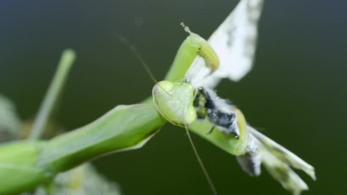 时间流逝，绿色螳螂的特写肖像坐在树枝上，吃捕获的蝴蝶。欧洲螳螂 (mantis religiosa)
