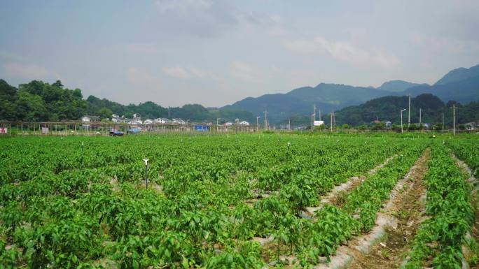 辣椒田种植基地