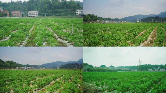 辣椒田种植基地