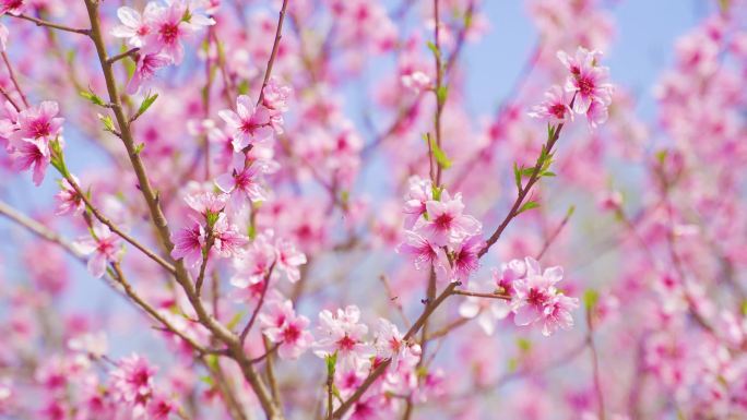 4K春天来了 桃花盛开