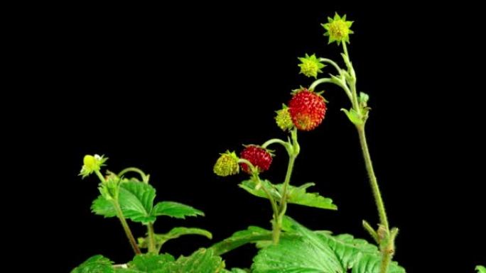 成熟的草莓和盛开的草莓花在黑色背景上的延时。4K
