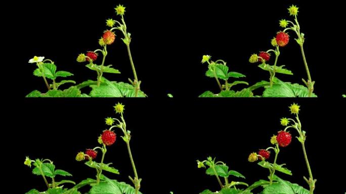 成熟的草莓和盛开的草莓花在黑色背景上的延时。4K