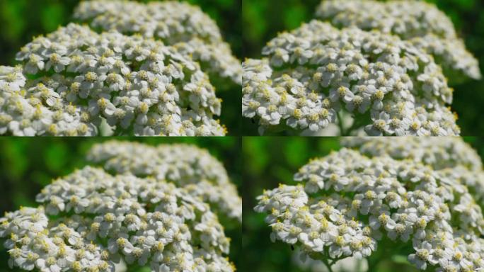 白花的arrow在阳光明媚的花园中生长，背景模糊。选择性聚焦