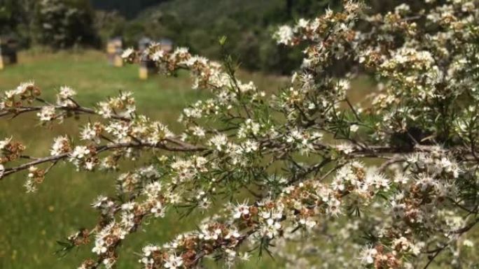 卡努卡 (Kunzea ericoides) 茶树花上的蜜蜂