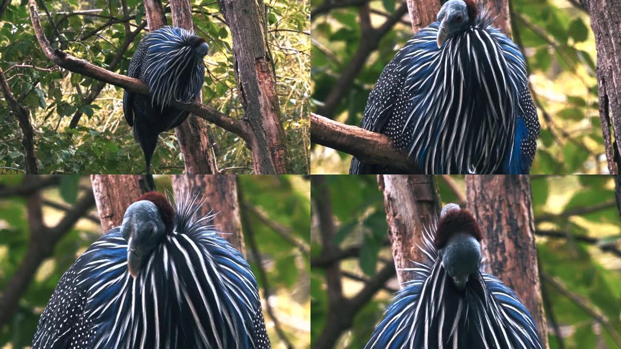 树上的白果珍珠鸡野生动物保护生物生态飞翔