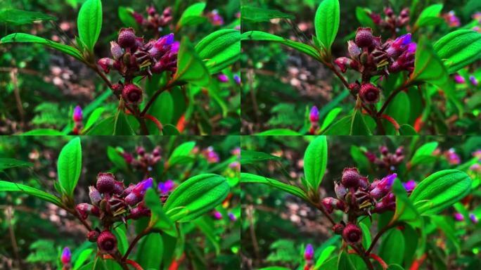 开花的melastoma植物和黑蚂蚁动物水果玩耍