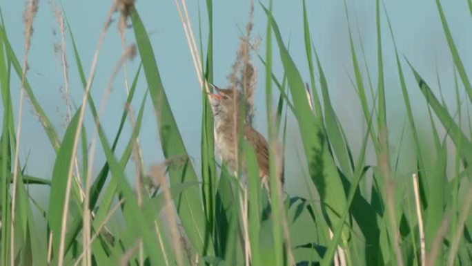 鸟-大芦苇莺 (Acrocephalus arundinaceus) 坐在干燥的芦苇上，在阳光明媚的
