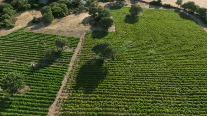 农场无人机拍摄的温室，番茄灌木丛田。鸟瞰图。农业背景，空中番茄田