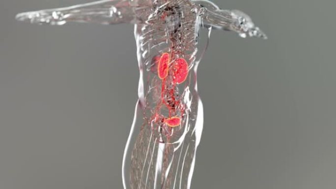 肾脏系统，肾脏，医学上准确的男性解剖器官扫描，排泄系统，3d渲染