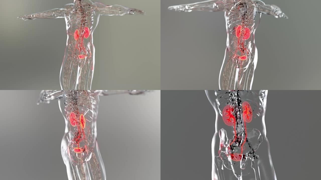 肾脏系统，肾脏，医学上准确的男性解剖器官扫描，排泄系统，3d渲染