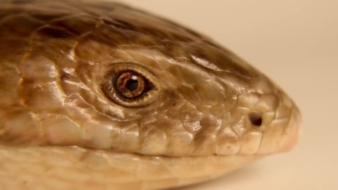 欧洲玻璃蜥蜴孤立在白色背景上。
无腿蜥蜴 (Pseudopus apodus)。
不是蛇，它有眼睑。