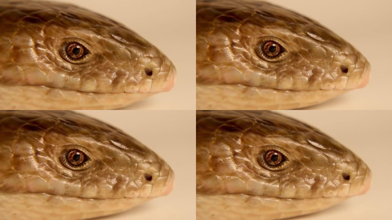 欧洲玻璃蜥蜴孤立在白色背景上。
无腿蜥蜴 (Pseudopus apodus)。
不是蛇，它有眼睑。