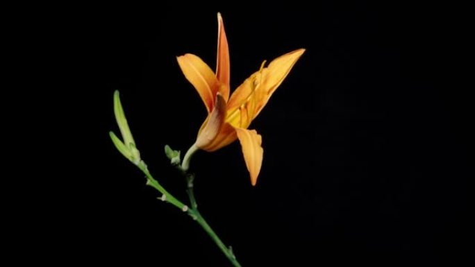 橙色Hemerocallis fulva的延时镜头，或普通的黄花菜从芽到全花的花朵生长在黑色背景上，