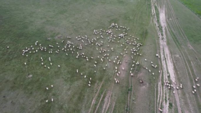 在干燥的牧场上看到羊群的空中缩放