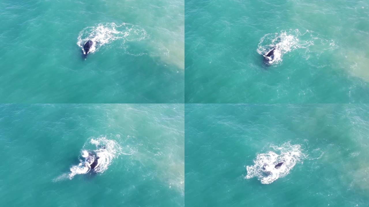 Aerial view of Southern Right Whales swimming in t