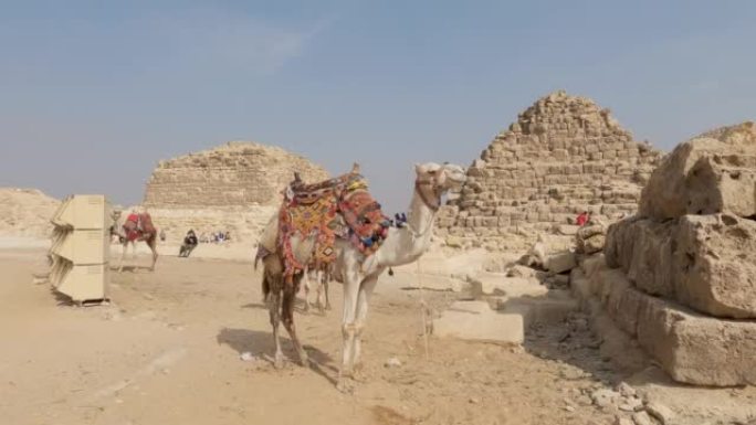 埃及吉萨金字塔建筑群游客骑骆驼的静态视图。