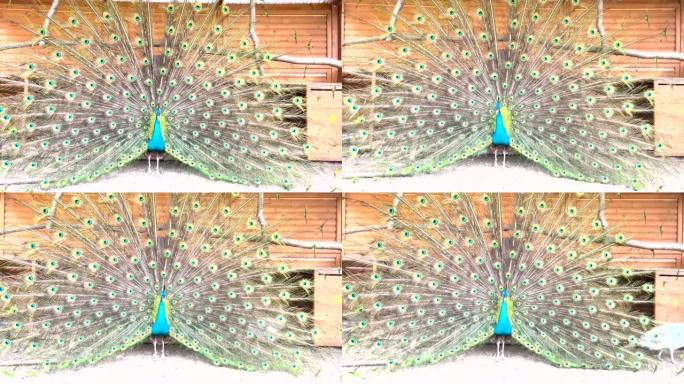 孔雀展示它的羽毛来吸引雌性。一只印度孔雀展示了它开放的蓬松