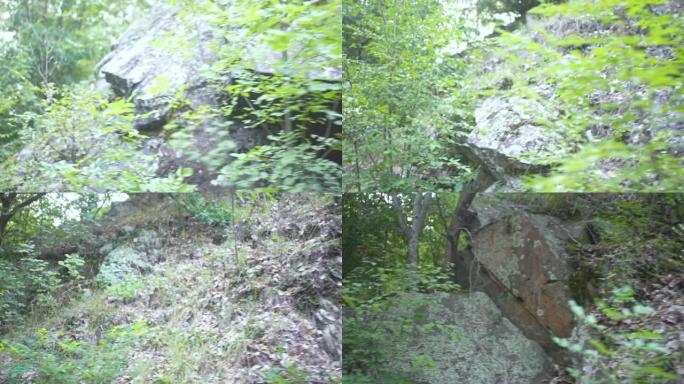 马其顿奥索戈沃山坡上的苔藓岩石、树木、干叶和草
