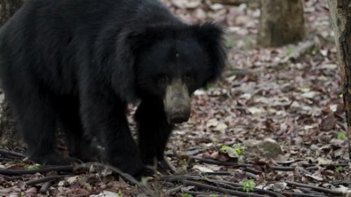 一只懒熊在印度中央森林中以慢动作放牧