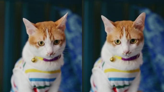 可爱的猫穿着彩色衬衫