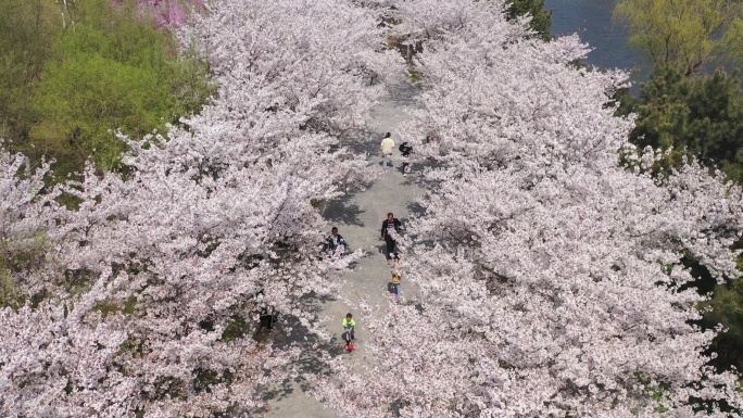 潍坊樱花大道