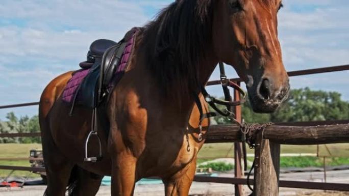 Beautiful Brown Harnessed Horse Stands Near the St