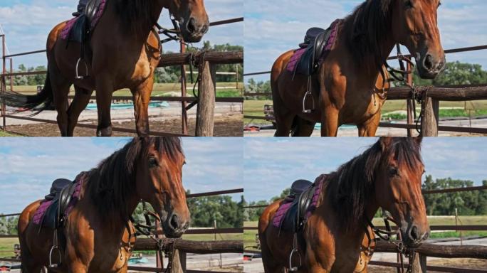 Beautiful Brown Harnessed Horse Stands Near the St