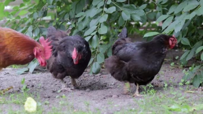 村子里有一只红色簇绒的大公鸡。年轻的红公鸡罗德岛红谷仓混合物。一只橙色罗德岛公鸡在一个小农场的美丽视