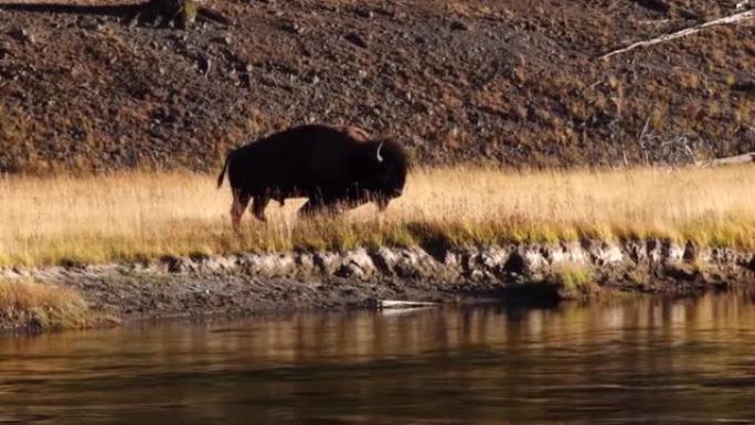 大型牛牛野牛行走在麦迪逊河岸，黄石