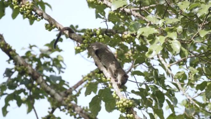 小齿棕榈果子狸在树上吃水果的场景，野生动物