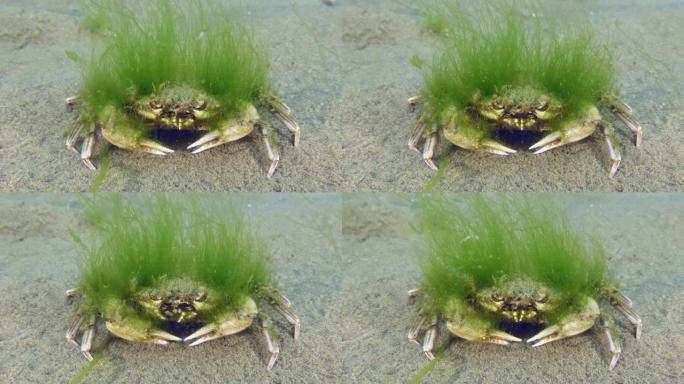 长满绿藻的老梭子蟹。