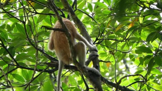 长鼻猴 (Nasalis larvatus) 在雨后在树上吃红树林叶子作为早餐