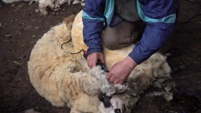 A man shears sheep with an electric clipper in a o