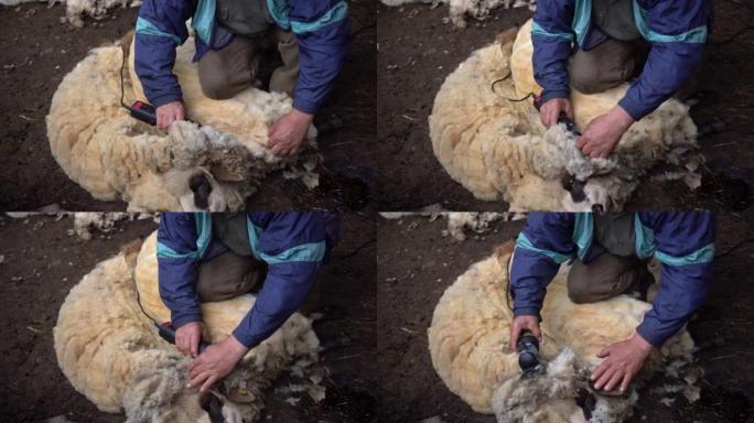 A man shears sheep with an electric clipper in a o