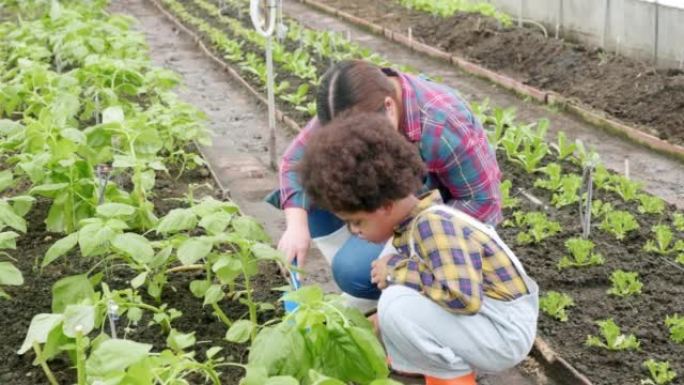 母子一起园艺在花园里种植草莓植物