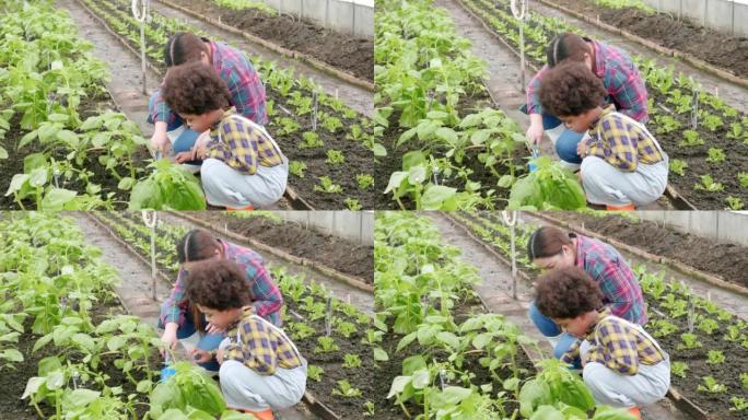 母子一起园艺在花园里种植草莓植物